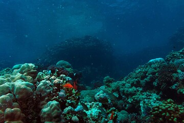 coral reef in the red