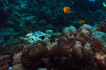coral reef in the sea