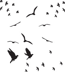 birds in flight
