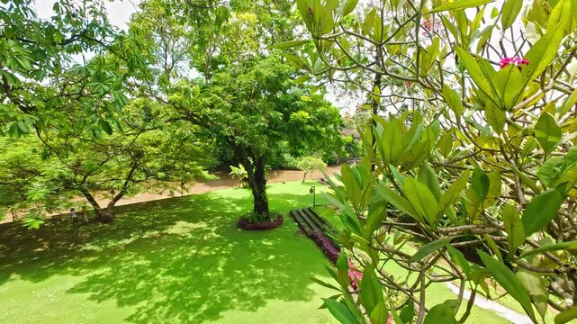 Bright green grass grows under tropical trees, park walk in indonesia. Untouched nature, outlandish plants illuminated by bright daylight