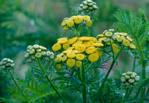 Fendlers Ragwort wildflower foothills Rocky Mountains Colorado film 