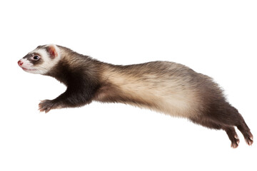 Energetic Ferret Leaping Through the Air with Graceful Movement, on a Black Backdrop for Easy Compositing isolated on transparent background