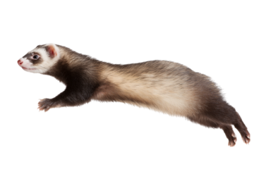 Energetic Ferret Leaping Through the Air with Graceful Movement, on a Black Backdrop for Easy Compositing isolated on transparent background