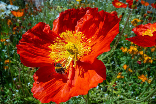 Red Iceland Poppy With Bee