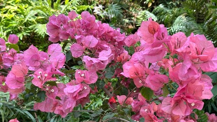 Pink bougainvillea flowers in tropical garden setting