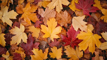 Obraz premium A pile of colorful autumn leaves on a grassy surface.
