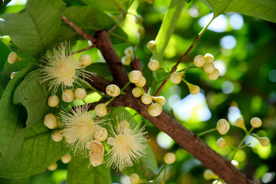Closeup of the flowers of the wax apple fruit tree