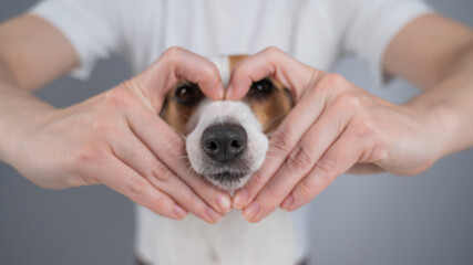Owner holds her hands in the shape of a heart near the face of her Jack Russell Terrier. 