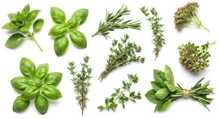 Obraz premium Fresh Green Herbs Assorted Basil Rosemary Thyme Oregano Floral Culinary Ingredients
