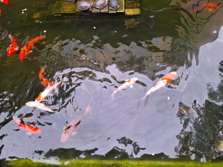 Colorful Fish Swimming Gracefully In A Tranquil Pond Surrounded By Lush Greenery