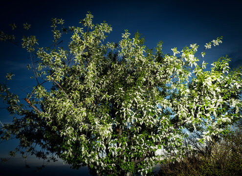 A backyard tree at night.
