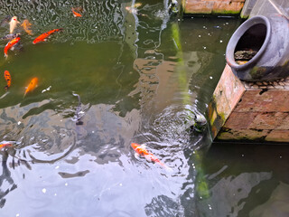 Colorful Fish Swimming Gracefully In Tranquil Water Garden Surrounded By Rocks