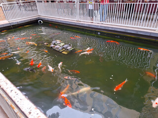 Colorful Fish Swimming in a Peaceful Pond Surrounded by Decorative Stones and Railings