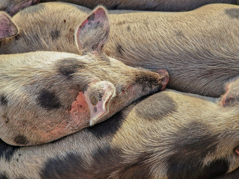 three pigs
