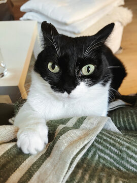 Portrait of cat with funny facial expression laying on person's chest