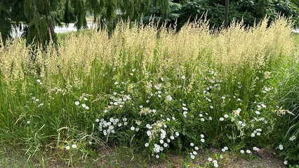 Wild grasses and white flowers in summer meadow