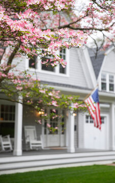 Spring tree bloom  American Flag 