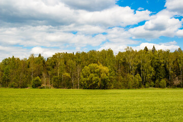 Minimalistic landscape of green field with forest background