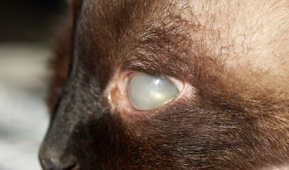 Close-up view of feline eye with cataract and brown fur details in soft lighting.