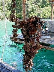 Hanging oyster cultures suspended at oyster farm on the ocean vertical photo