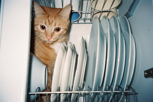 Cat hiding among clean plates in the dishwasher