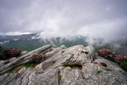 Linville Gorge Spring Blooms