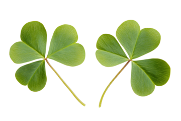 Two vibrant green shamrock plants with three leaves each against a stark black backdrop, symbolizing luck and St. Patrick's Day isolated on transparent background
