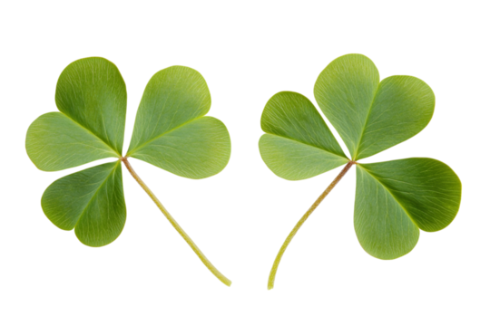 Two vibrant green shamrock plants with three leaves each against a stark black backdrop, symbolizing luck and St. Patrick's Day isolated on transparent background