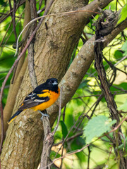 Oriole Perched in a Tree at Rondeau Provincial Park