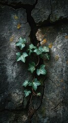 Ivy Plant Growing Through Cracked Stone Surface in Urban Setting