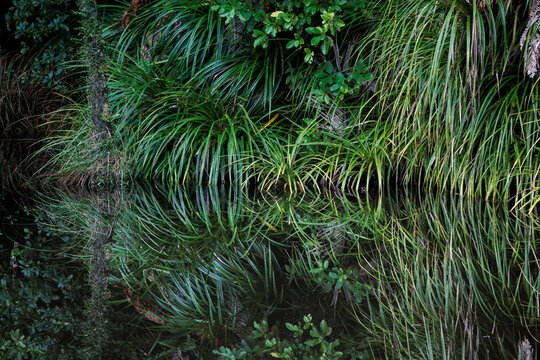 Mirror reflection of the jungle
