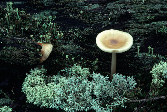 Closeup macro photo mushrooms moss liverwort UP Michigan film