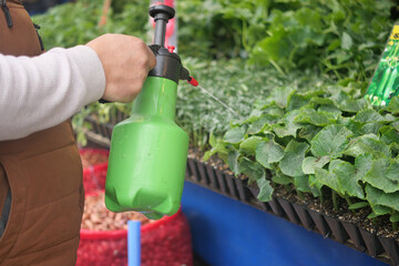 Watering plants in a garden nursery using a sprayer
