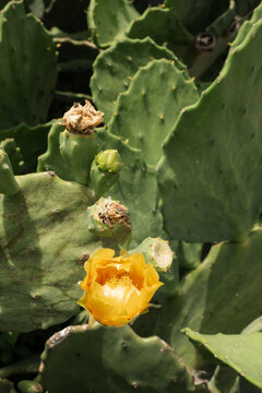 Prickly Pear Cactus Flower