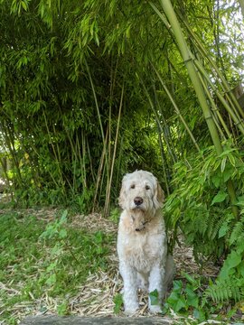 Bamboo and Dog