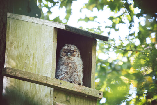 Fluffy tawny owlet in a nest box