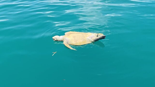 Dead Sea Turtle Floating in the Ocean near Semporna, Sabah  Marine, Pollution and Conservation Concept