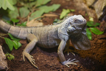 Large lizard resting on soil among green plants