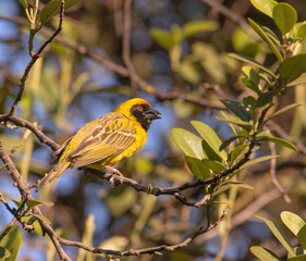 A male Southerrn Masked Weaver bird looks for a mate to join him in his intricately woven nest.