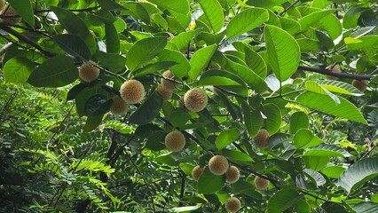 The image shows the flower of the Kadamba tree, scientifically known as Neolamarckia cadamba. The Kadamba flower is renowned for its sweet, intoxicating fragrance.