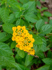 yellow flower in the garden