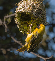 A male Southerrn Masked Weaver bird can't find a mate to join him in his intricately woven nest, so...
