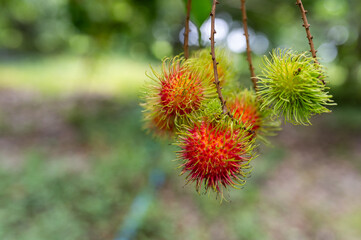 Vibrant and Juicy Rambutan Fruits Hanging on Branch in Tropical Garden under Natural Light