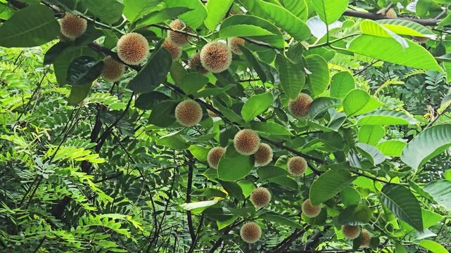 Flower of the Kadamba tree, scientifically known as Neolamarckia cadamba. 4k video