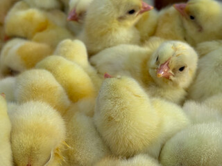 Close-up of chickens. Soft yellow chickens.Fluffy chickens.Small yellow chickens close -up. Many.