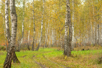 Autumn forest. Beautiful autumn landscape.