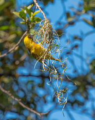 A male Southerrn Masked Weaver bird can't find a mate to join him in his intricately woven nest, so...