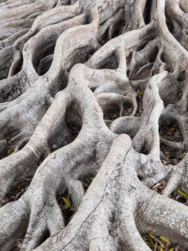 Closeup of tree roots