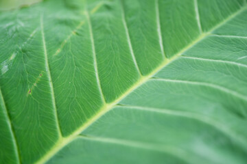 Close-up of a vibrant green leaf with visible vein patterns.