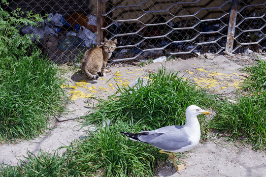Seagulls and cats get along